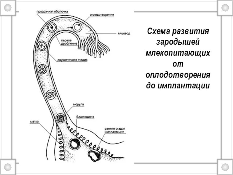 Эмбрион млекопитающих получает. Схема развития зародыша. схема эмбриона млекопитающего. от оплодотворения до имплантации. схема процесса оплодотворения млекопитающих.