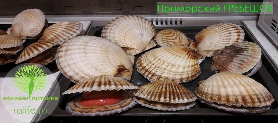 Морские гребешки в духовке. Гребешок Приморский. Приморский Свифта японский гребешок. Гребешки морские в духовке. Гребешки в духовке.