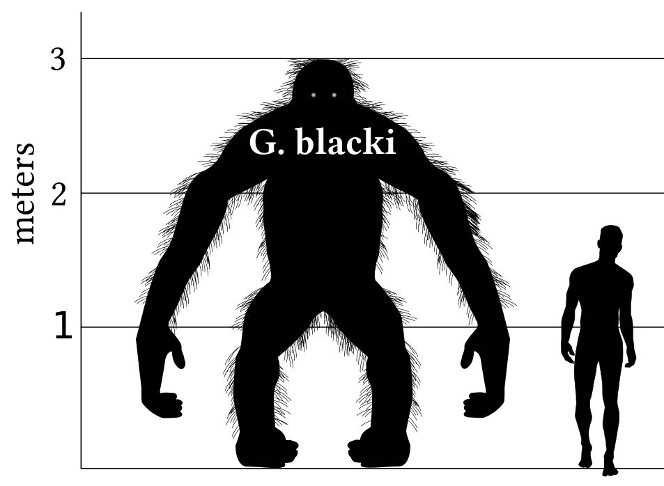 Gigantopithecus blacki и человек. Гигантопитеки вымершие приматы. Гигантопитек Йети. Гигантские приматы.