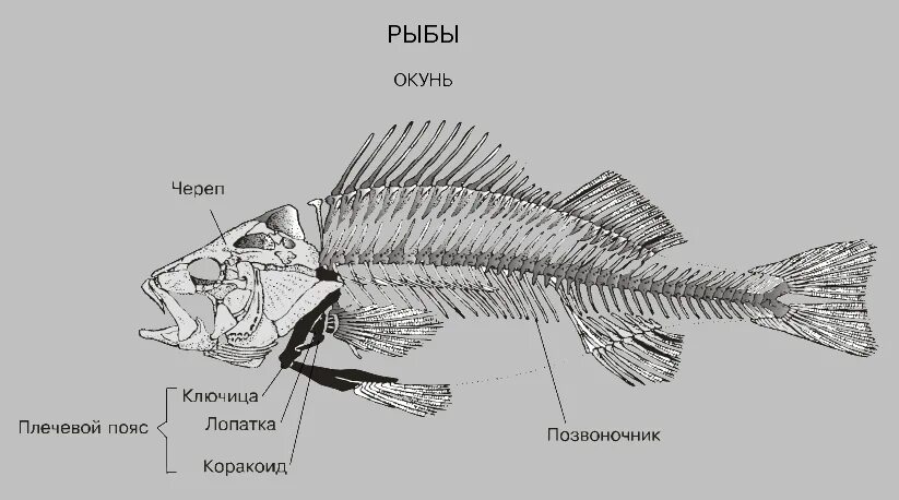 Рыба хвостовой отдел позвоночника. Строение скелета костных рыб. Строение скелета рыбы схема. Скелет костной рыбы окуня. Строение скелета костистой рыбы.