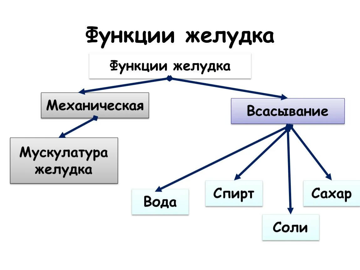 Основная функция желудка. Функции желудка. Перечислите и опишите основные функции желудка. Функции желудка кратко. 1. Функции желудка.