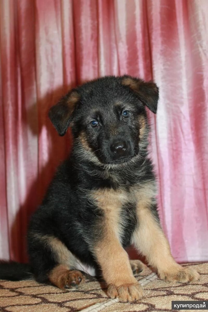 5 месяца чепрачные. Немецкая овчарка чипратый. Щенки чепрачного окраса овчарки. Щенки овчарки чепрачного окраса. Щенки чепрачного окраса овчарки.