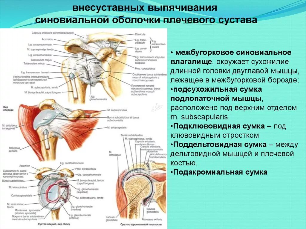 Плечевой сустав функции. Завороты синовиальной оболочки плечевого сустава. завороты плечевого сустава анатомия. синовиальные сумки плечевого сустава. синовиальная мембрана плечевого сустава.