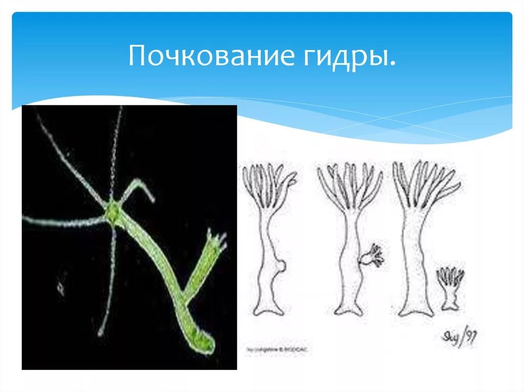 Пресноводная гидра размножается. Почкование кишечнополостных. Размножение гидры почкование. Гидра обыкновенная размножение. Кишечнополостные гидра почкование.