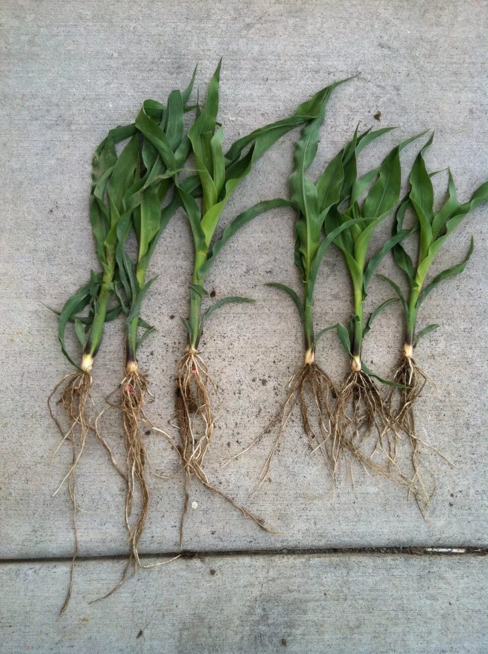 Корневая система кукурузы фото. Корневая система кукурузы. Строение корневой системы кукурузы. Строение корневой системы кукурузы. Кукуруза корень растения.