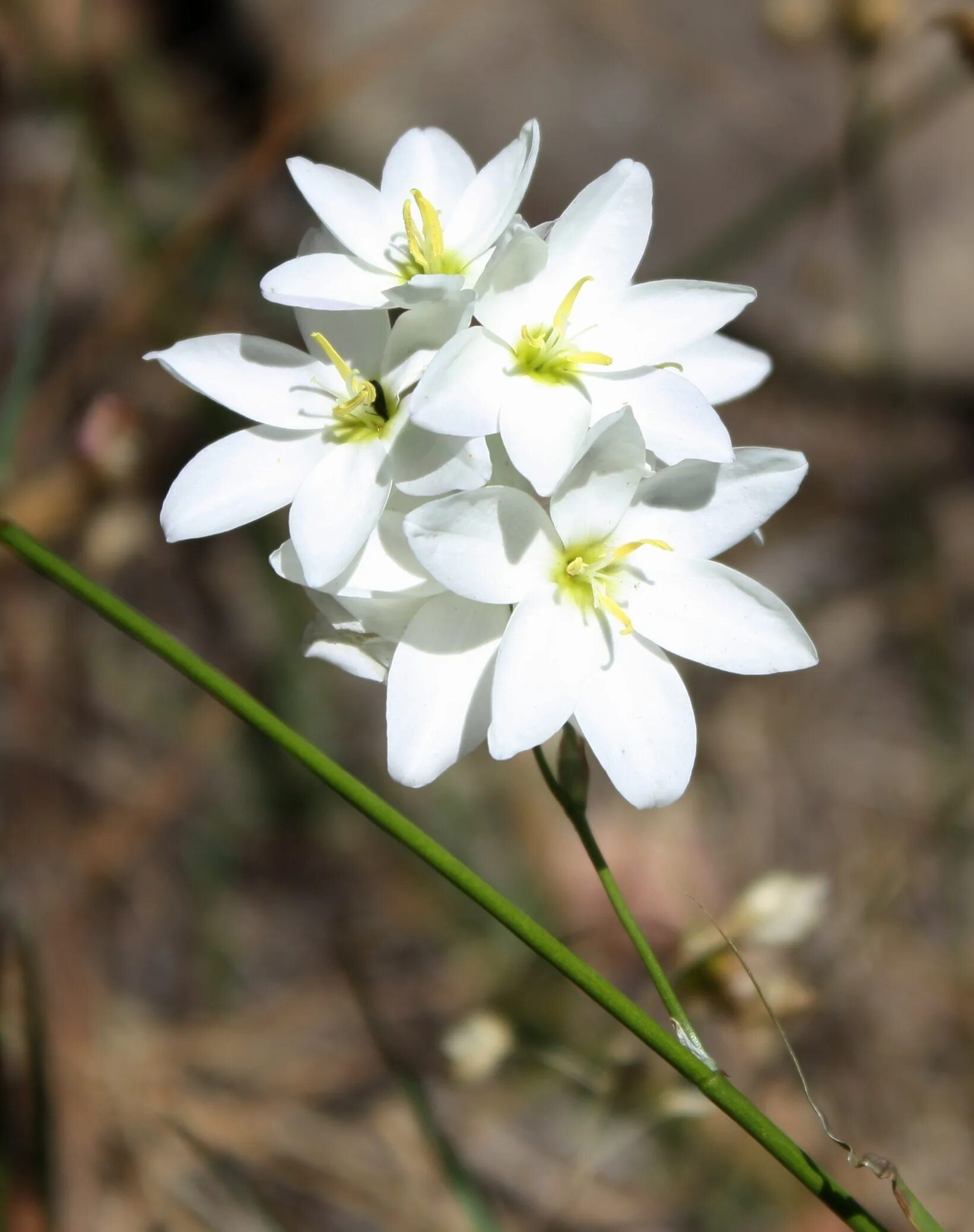 Иксия. Иксия (Ixia). Иксия Венус. Иксия гибридная спотлайт.