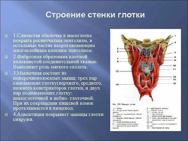 Глотка имеет стенки