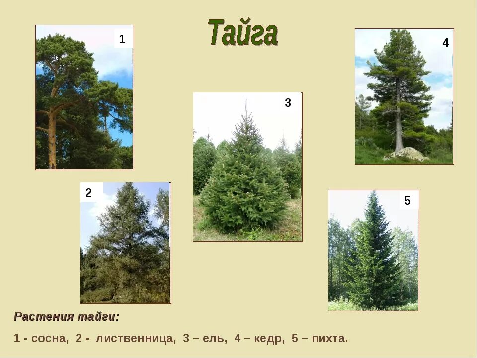 Зона тайги растительность. Ель сосна лиственница пихта медведь природная зона. Растительныймирт тпйги. Тайга растительность мир. Выберите верные ответы для хвойных лесов характерны
