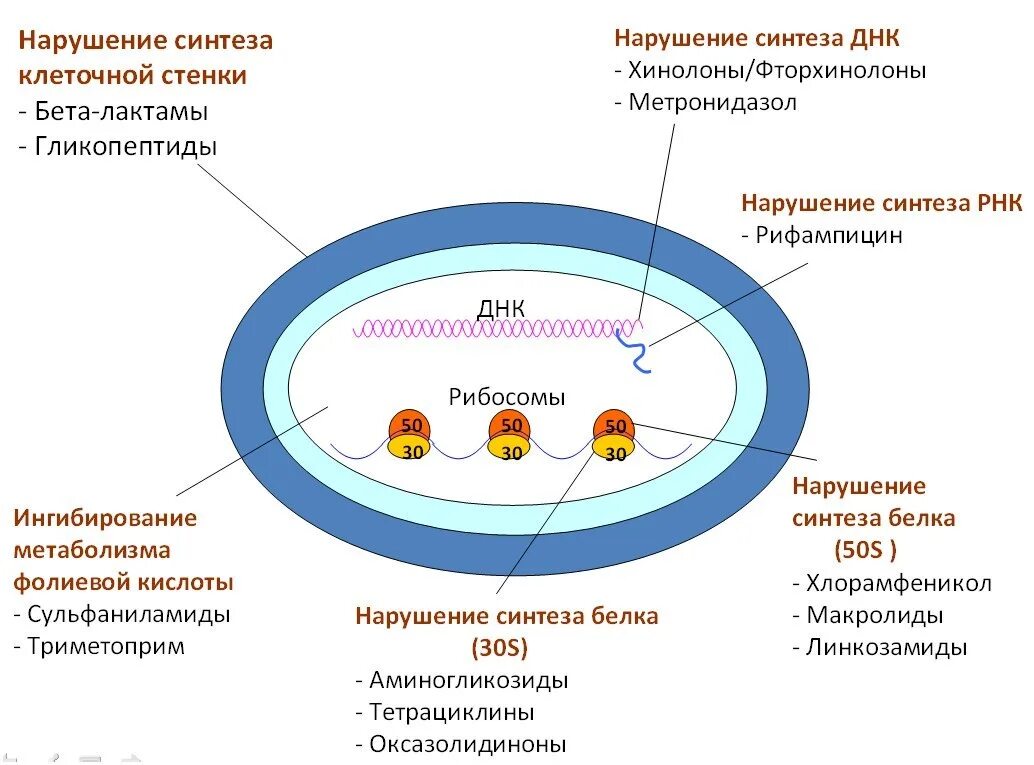 Механизм воздействия антибиотиков на бактерии. Механизм действия антибиотиков на микробную клетку. Механизмы воздействия антибиотиков на бактериальную клетку. Механизм воздействия антибиотиков на микробную клетку.. Синтез белка в бактериальной клетке