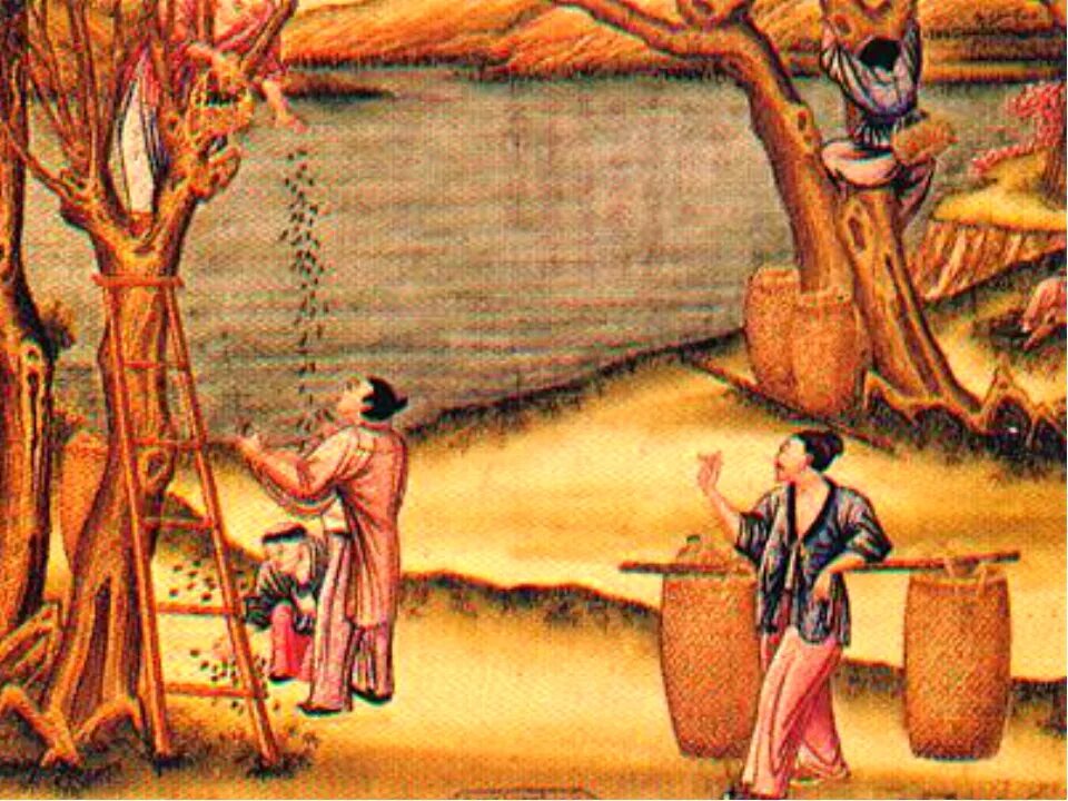 Древний китай картинки 5 класс. Шелководство в древнем Китае. Шелковдсво в древнем Китая. Китайский шёлк древний Китай. Изобретение шёлкав древнем Китае.