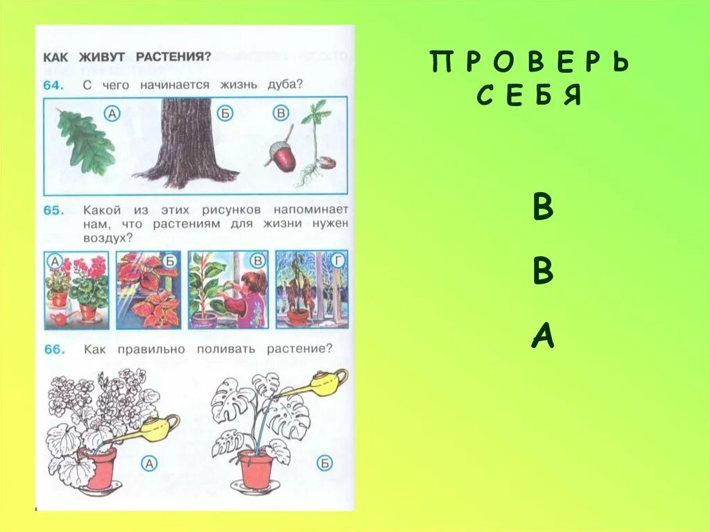 План урока окружающий мир 1 класс. Растения 1 класс окружающий мир. Задания растения 1 класс. Как живут растения 1 класс. Мир растений 1 класс задания.