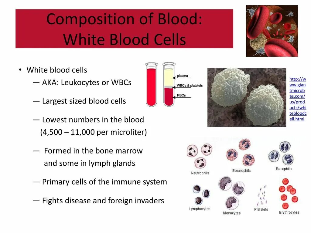 Blood Composition. The function of White Blood Cells. White Blood. White Cells leukocytes.