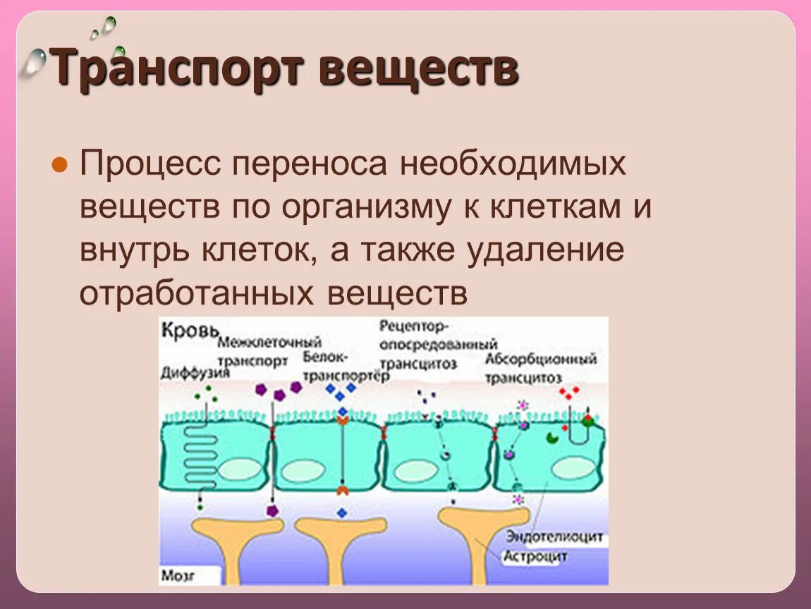 Транспорт веществ это в биологии 5 класс