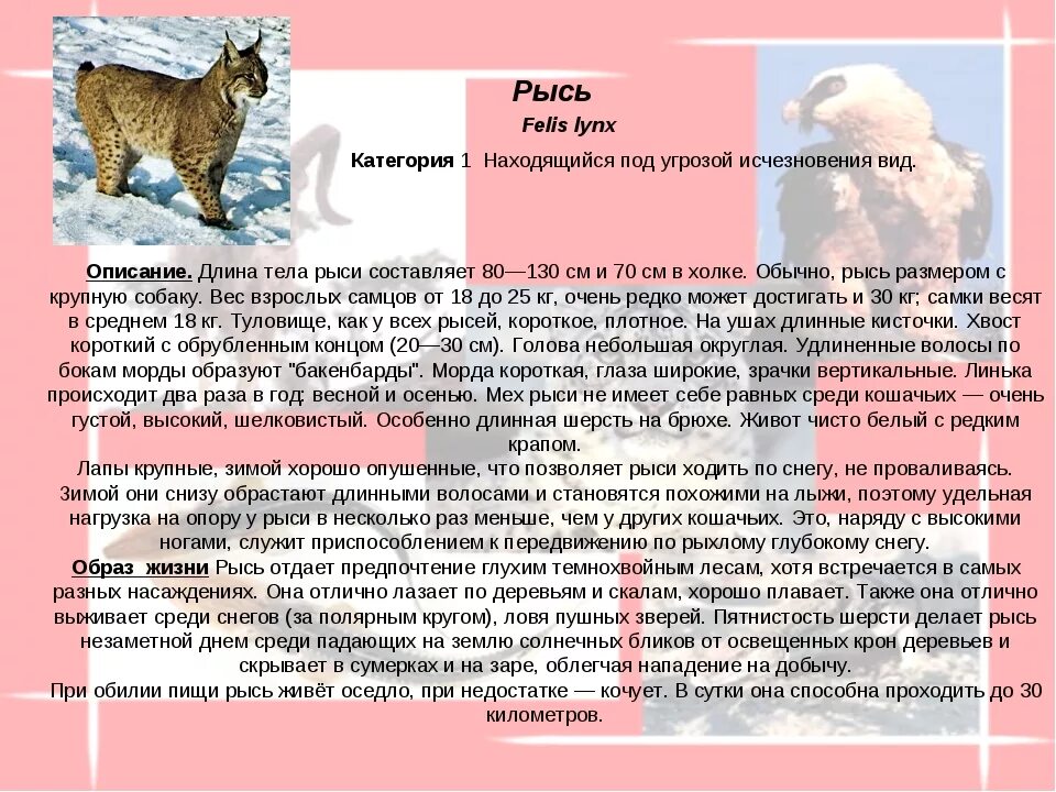 Рысь обыкновенная описание. Животные красной книги брянской области с описанием рысь. животные из красной книги брянской области. животные брянской области занесенные в красную книгу. рысь из красной книги.
