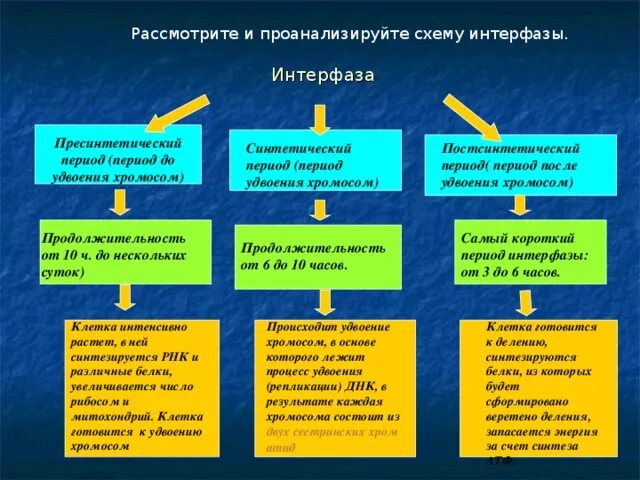 Какие процессы происходят в ядре интерфазе. Какие процессы происходят в ядре интерфазе