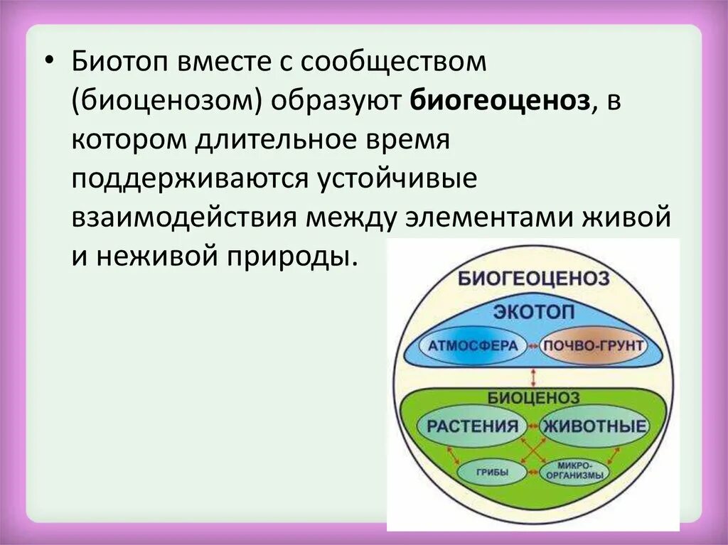 Экосистема биоценоз биотоп. Биоценоз и биогеоценоз. Биогеоценоз биотоп биоценоз. Экотоп и биоценоз.