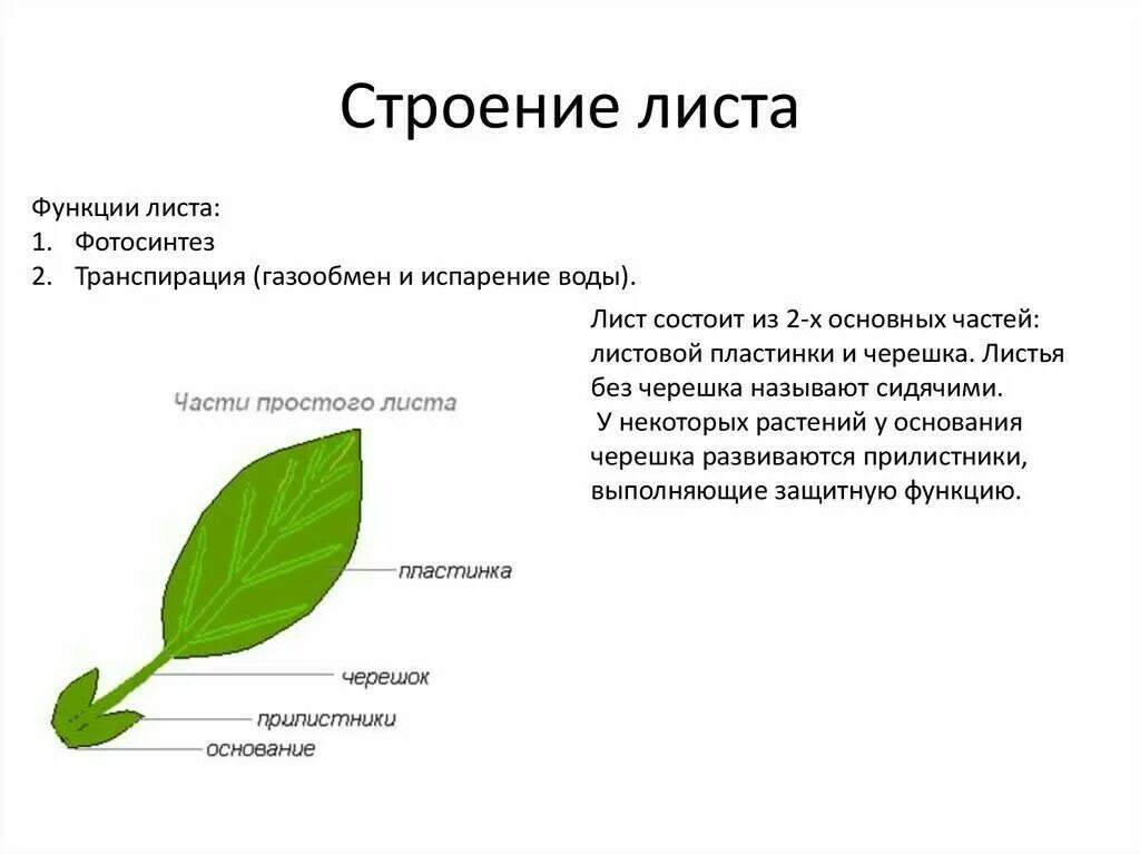 Ое лист. Лист строение и функции листа. Функции листовой пластинки. Функции листа 6 класс кратко. Функции черешка листа.