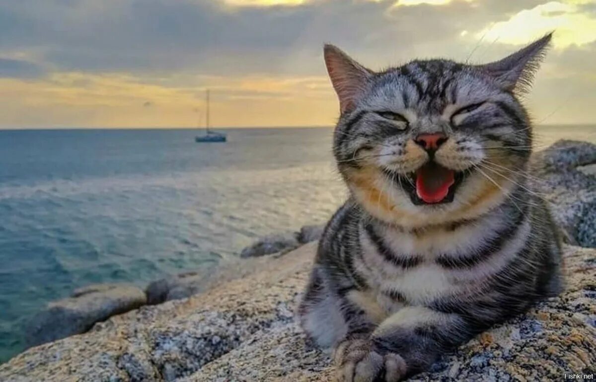 Прикольные картинки на море. Кот на море. Довольный кот. Кот на пляже. Котик на мил Ре.