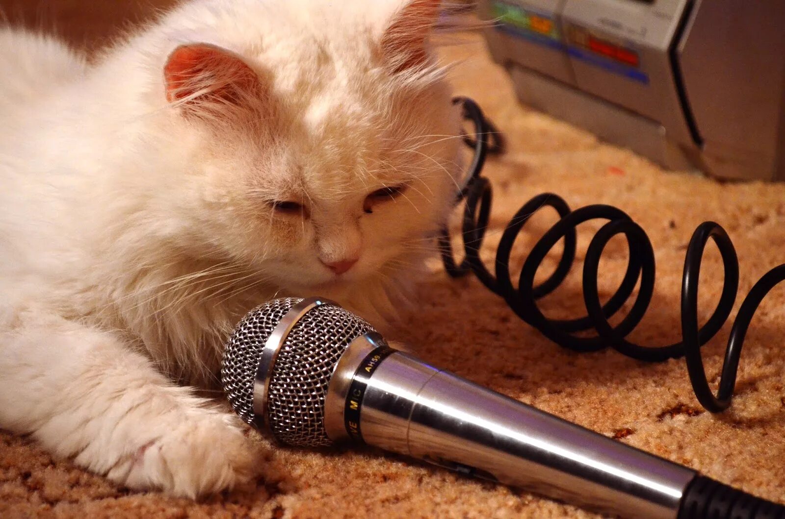 Песни исполняющие коты. Кот поет. котик с микрофоном. поющие коты. кошачьи поют.