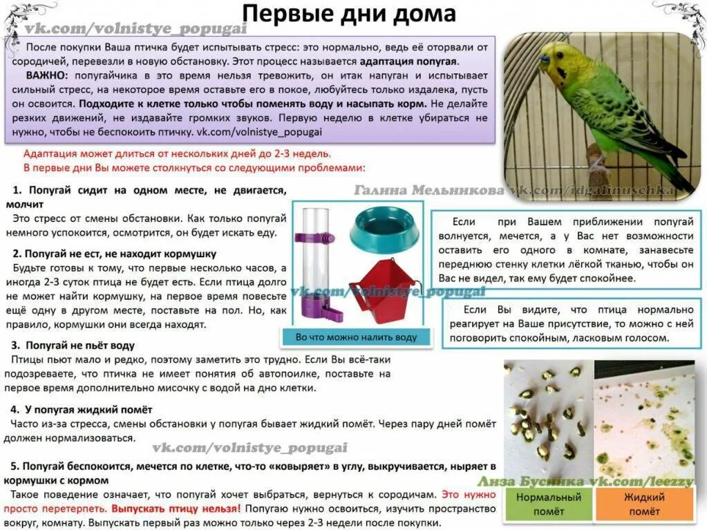 Попугаю можно давать траву. Рацион волнистого попугая. Корм для попугаев волнистых. Крупы для попугаев волнистых. Что можно давать &опугая.