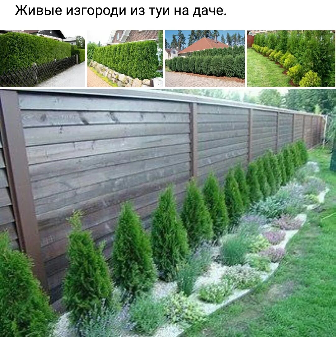 Как сажают туи вдоль забора. Туя смарагд изгородь. туя смарагд можжевельник. мульчирование туи смарагд. туя даника живая изгородь.