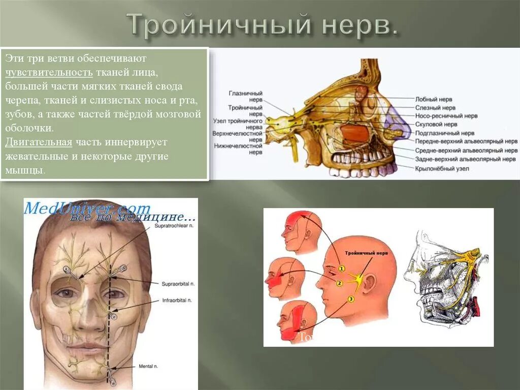 Проекция ветвей тройничного нерва. Проекция выхода ветвей тройничного нерва на лице. Точки выхода ветвей тройничного нерва. Точки выхода тройничного нерва на лице. Лицевой нерв череп