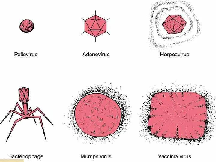 Varicella zoster семейства Herpesviridae. Виды вирусов. Разные вирусы. Легкая форма вируса