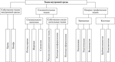 Ткани внутренней среды состоят из
