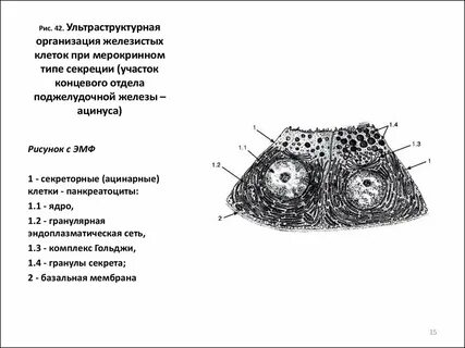Особенности строения клеток железистого эпителия