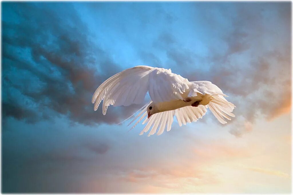 Птица в полете. Птицы в небе. Полет белой птицы. Свобода птица в небе. Птица свободная душа