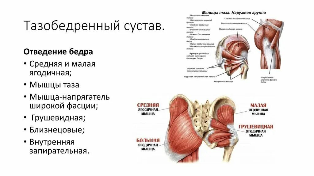 Мышцы и суставы. Мышцы тазобедренного сустава анатомия человека. Мышцы обеспечивающие движение в тазобедренном суставе. Мышцы таза сзади. Тазобедренный сустав анатомия строение с мышцами.