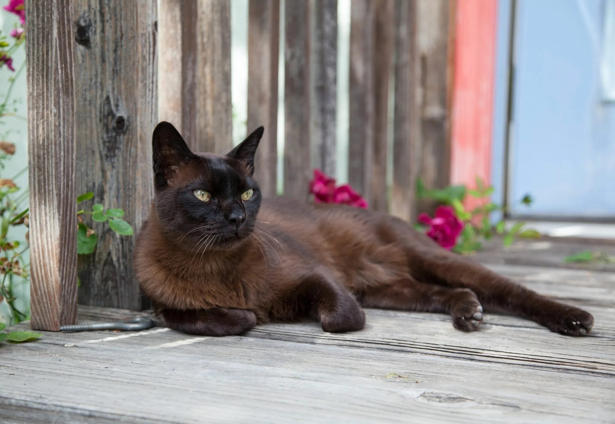 Фото шоколадных кошек. Шоколадная Бурманская кошка. Бурманская Сиамская кошка. Европейская Бурма кошка. Бурманская кошка черная.