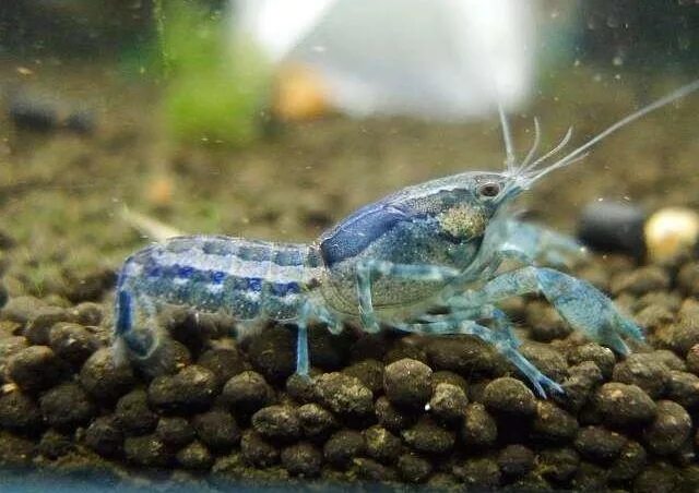 карликовый аквариумный рак. карликовый аквариумный рак. карликовые болотные cambarellus puer или луизианские. карликовый аквариумный рак. Cambarellus shufeldtii.