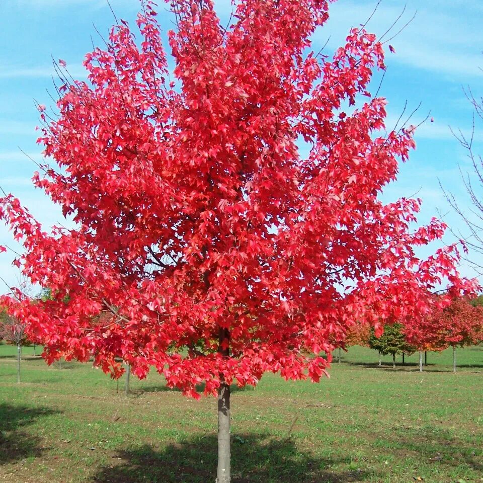 Клен какое растение цветковое. Клен гиннала. клен красный acer rubrum. acer rubrum (клен красный) &#039;red sunset&#039;. клен красный октобер глори.