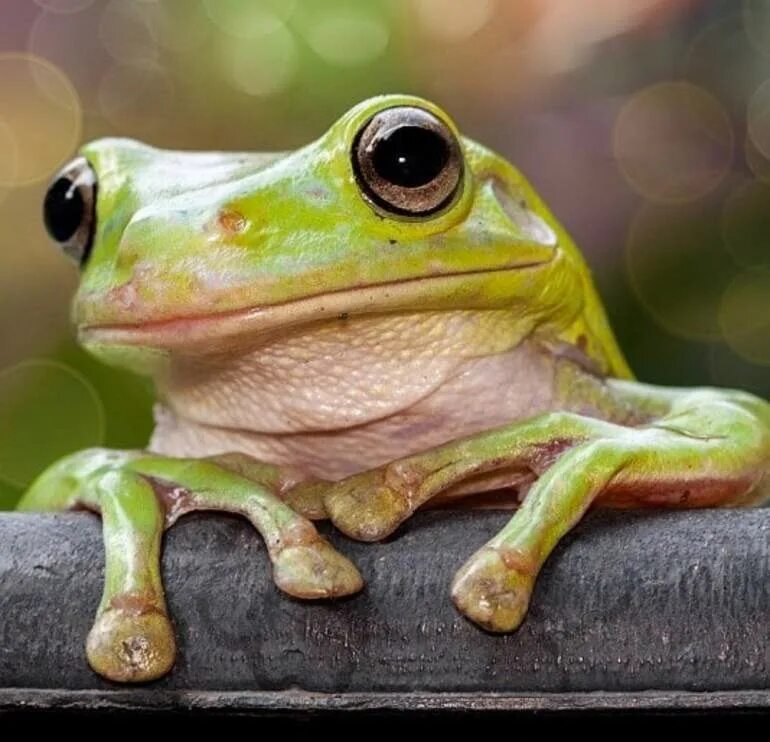 Милые лягушечки. Палеобатрах лягушка. Красивые лягушки. Милые лягушечки. Милые лягушечки.