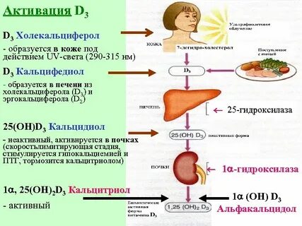 Какой витамин образовывается в печени