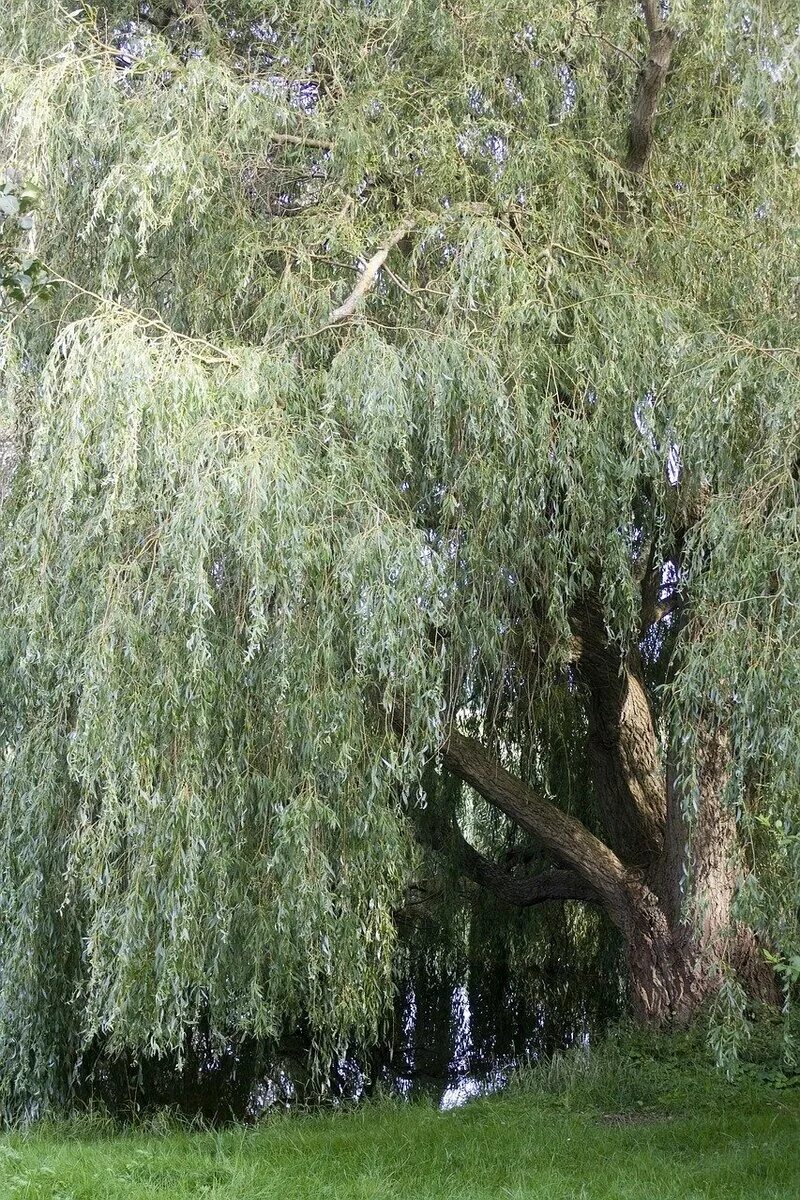 Как выглядит белая ива Ива белая или серебристая (Salix alba)саженцы 10-15 см купить за 120 руб. в Ново