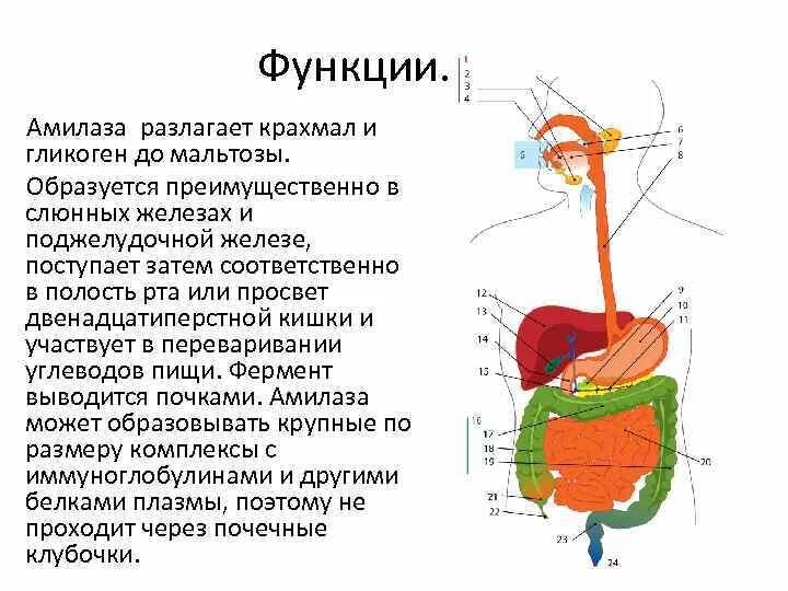 Железы и ферменты двенадцатиперстной кишки. Строение и функции амилазы. Функции амилолитических ферментов. Амилаза фермент. Амилаза выполняет функцию.