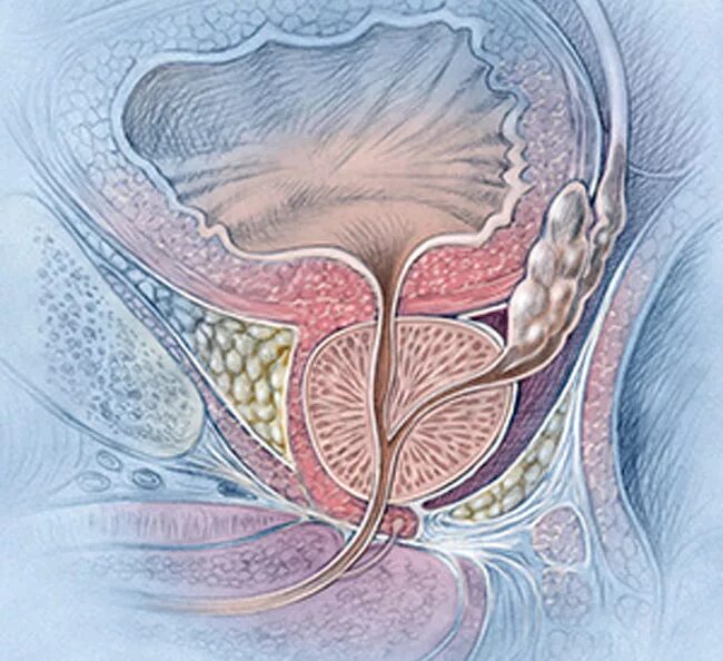 Аденома простаты анатомия. Массаж предстательной железы. Мышцы предстательной железы.