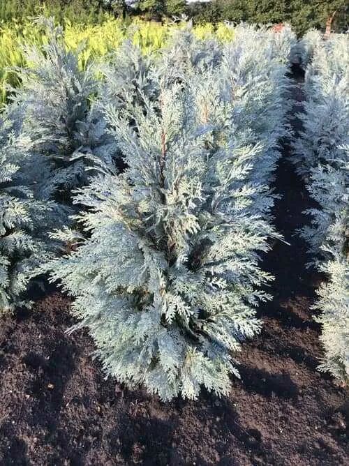 Chamaecyparis pisifera 'Blue Moon' Conifers garden, Miniature garden, Blue moon