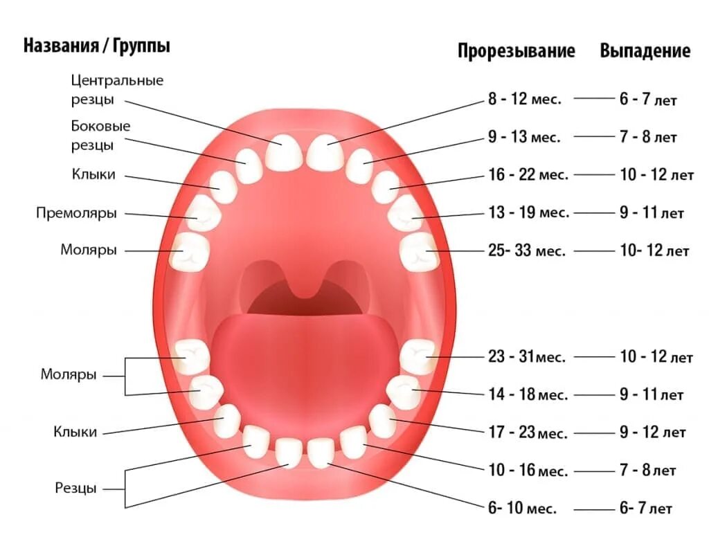 Сколько зубов должно вылезти. Молочные зубы у детей схема прорезывания и выпадения. Какие зубы меняются у детей на коренные схема и в каком порядке. У детей выпадают молочные зубы схема. Когда меняются коренные зубы у детей схема на постоянные.