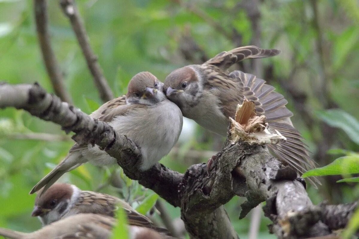 Весна воробьи. Полевой воробей. Воркбэй что такое. Видео птица воробьи. Воробей вид сверху.