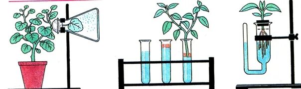 Опыт изображенный на рисунке служит доказательством фотосинтез. Эксперимент доказывающий фотосинтез. Опыты доказывающие фотосинтез. Биология опыты. Опыты по биологии с растениями.