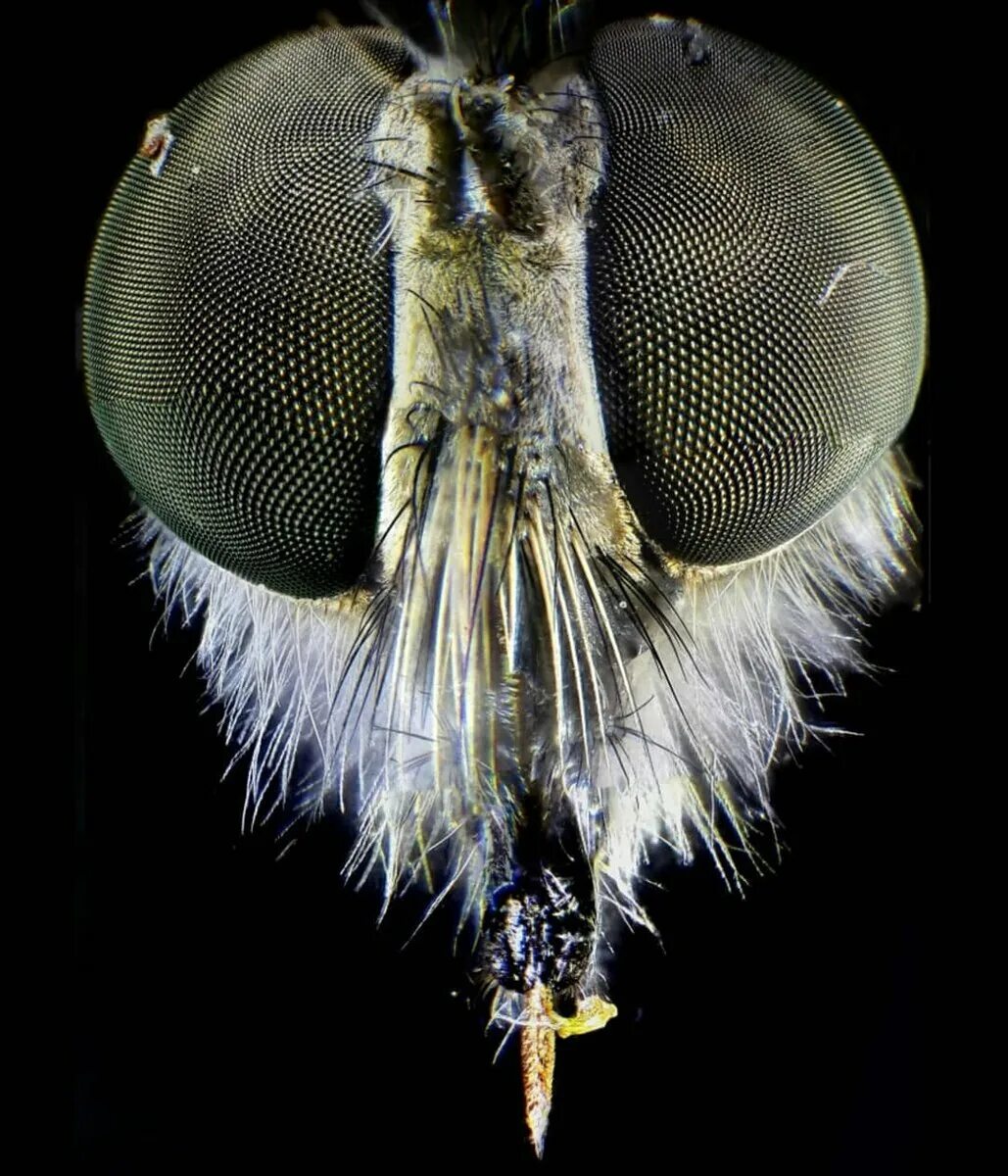 Мошка под микроскопом фото. Муха манговерс. Муха под микроскопом. Голова мухи под микроскопом. Муха в микроскопе.