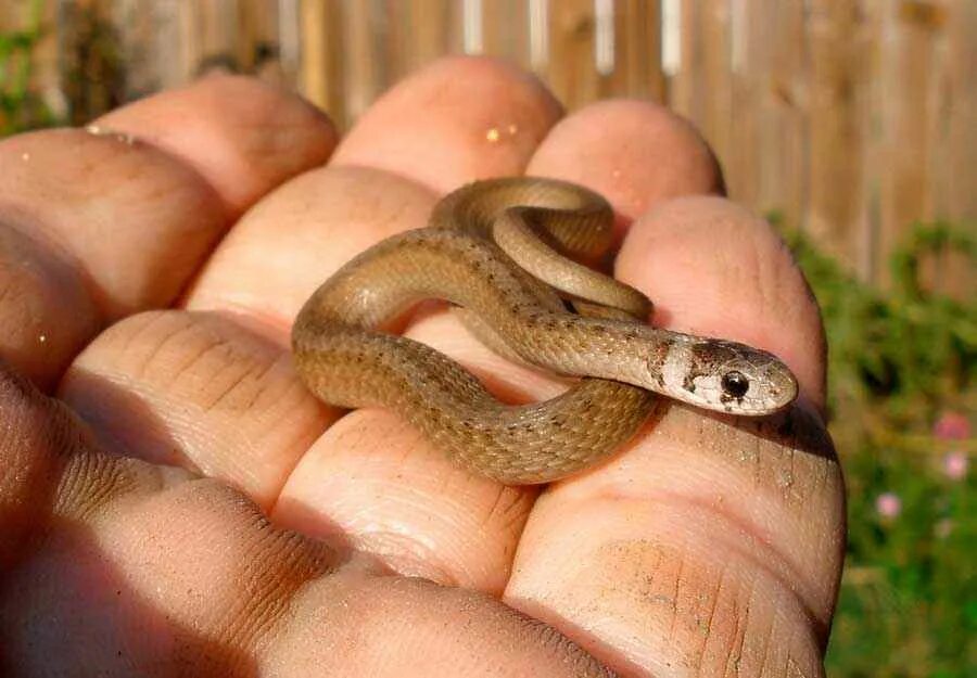 Мелкие змейки. Барбадосская узкоротая змея. Двухлинейчатая узкоротая змея.