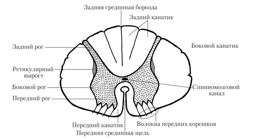 Как выглядит спинной мозг на поперечном. Поперечная схема спинного мозга. Схема среза спинного мозга. Основные структуры поперечного среза спинного мозга. Схема поперечного разреза спинного мозга.