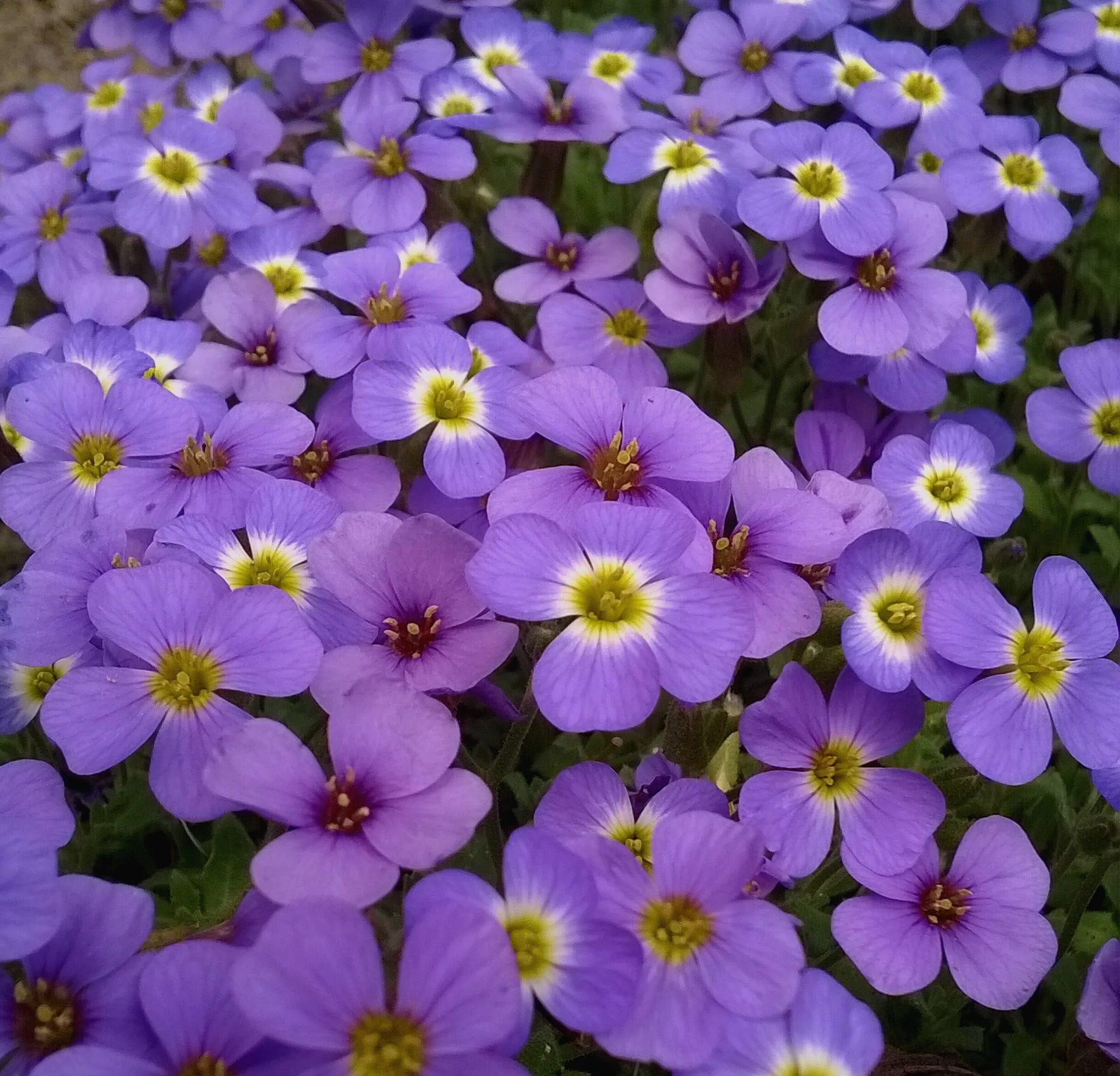 Обриета сорта. Обриета дельтовидная. Флокс шиловидный рокарий. Почвопокровные многолетники обриета. Обриета лихтилини.