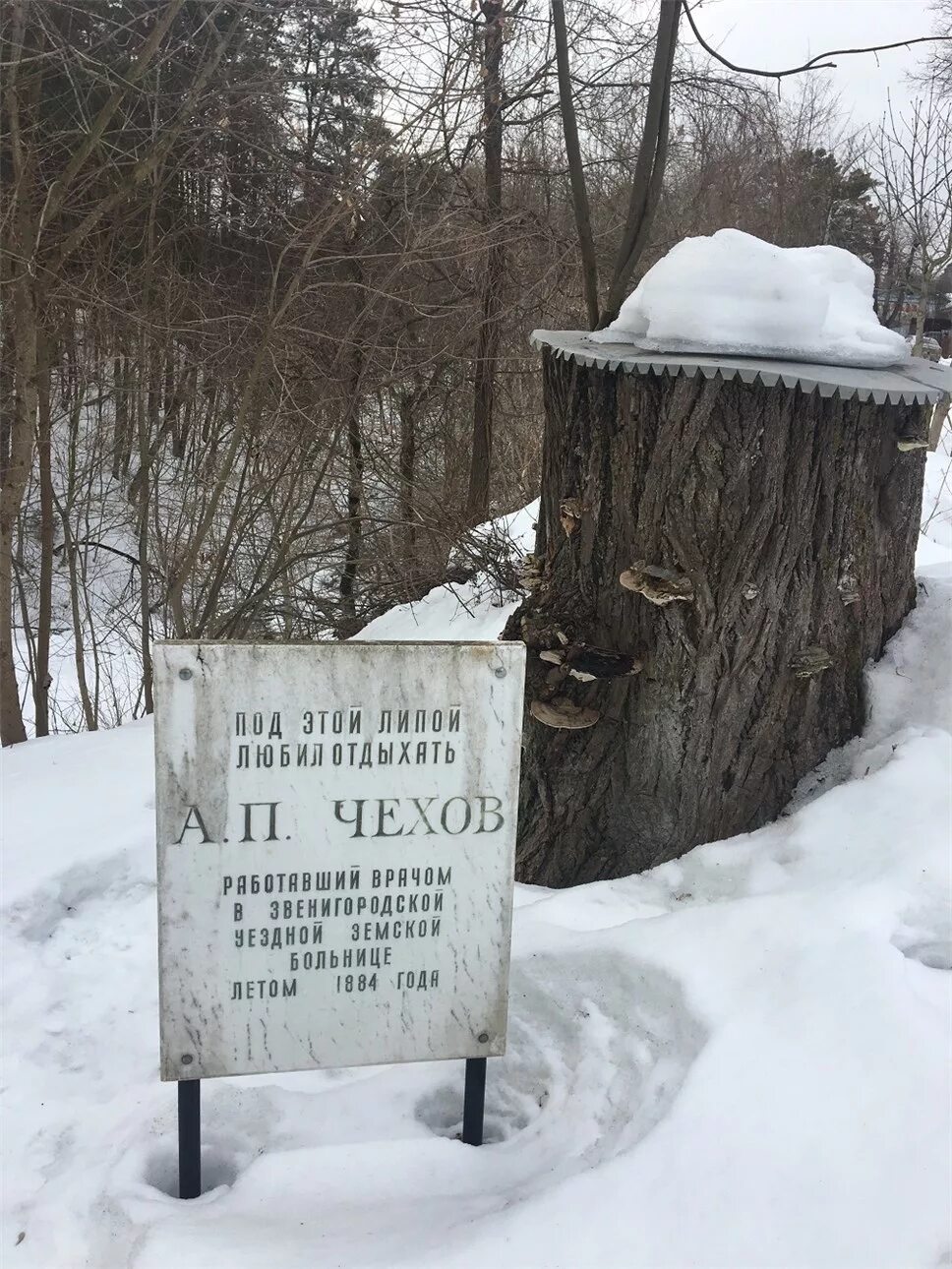 Липа Чехова в Звенигороде. Больница Чехова в Звенигороде. Дом а.п. Чехова, Звенигород.