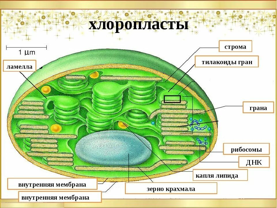 Орган клетки в котором происходит фотосинтез. Хлоропласты Строма тилакоиды граны. Ламеллы хлоропластов. Строение тилакоиды хлоропластов. Тилакоиды стромы хлоропласта.