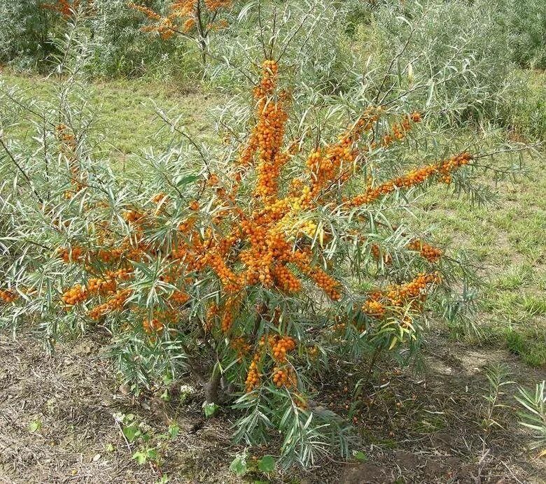 Облепиха крушиновидная куст. Облепиха крушиновидная фрисдорфер оранж. Облепиха буш. Облепиха крушиновидная. Облепиха крушиновидная куст.